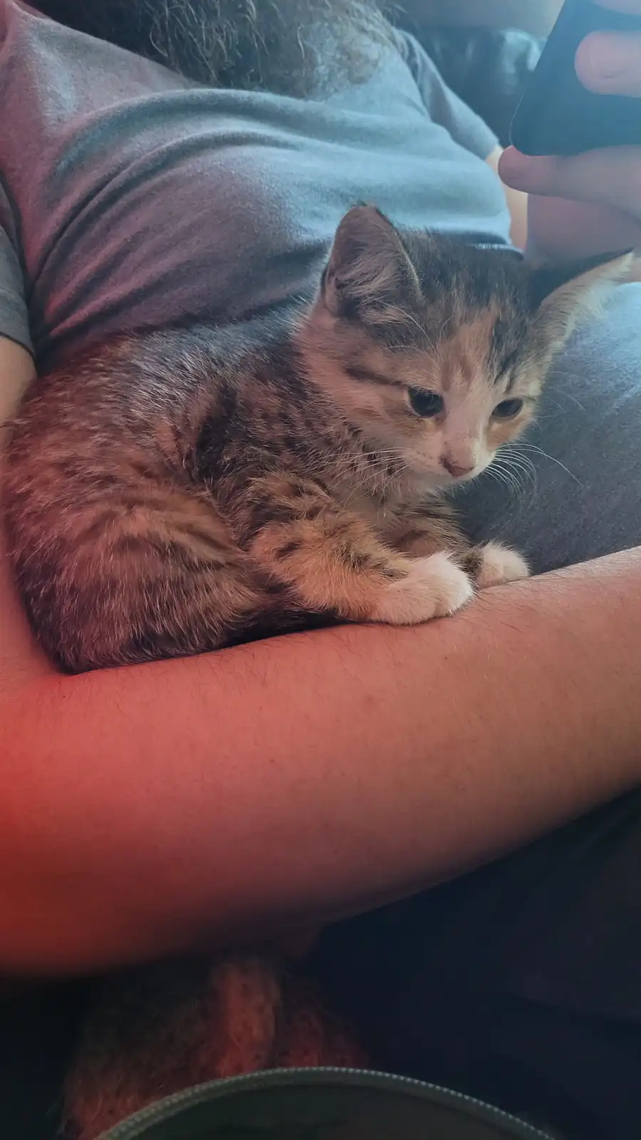 A small calico kitten with orange, black, and white fur is curled up on a person's lap, looking downcast and unimpressed…