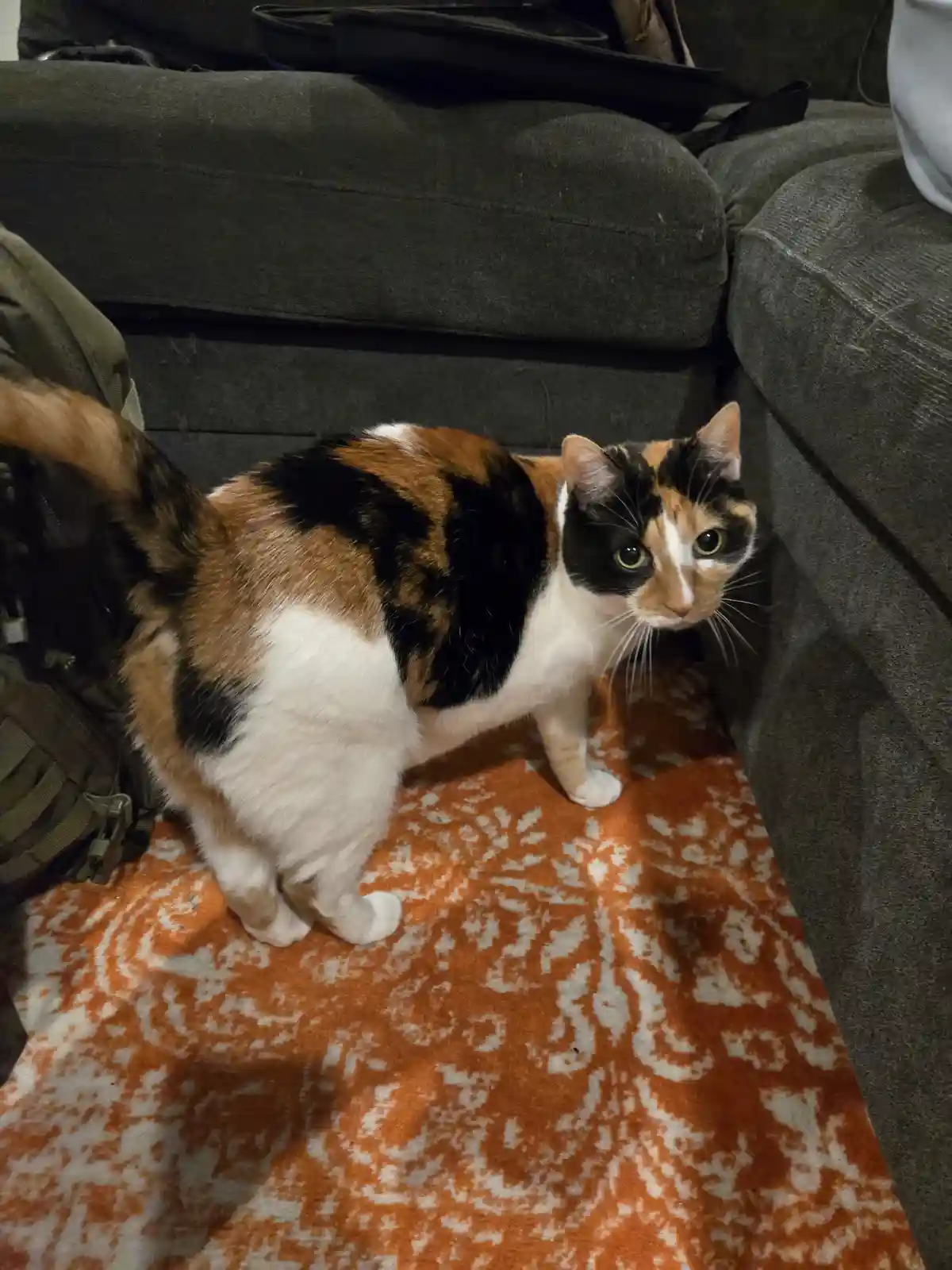 A calico cat with black, orange, and white fur stands on an orange and white patterned rug, looking sideways with a…