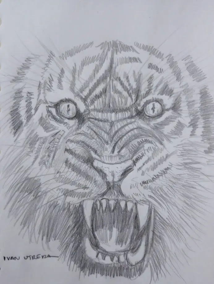 A detailed pencil sketch of a tiger's face, drawn with intense shading and fur texture, showing the animal snarling with…