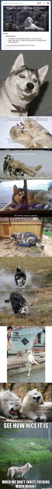 A vertical collage of images featuring a Siberian Husky named 'Moon Moon' in various humorous situations, including fighting…