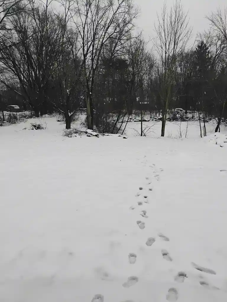 A snowy outdoor scene shows a clear trail of human footprints leading away from the viewer through deep snow, surrounded by…