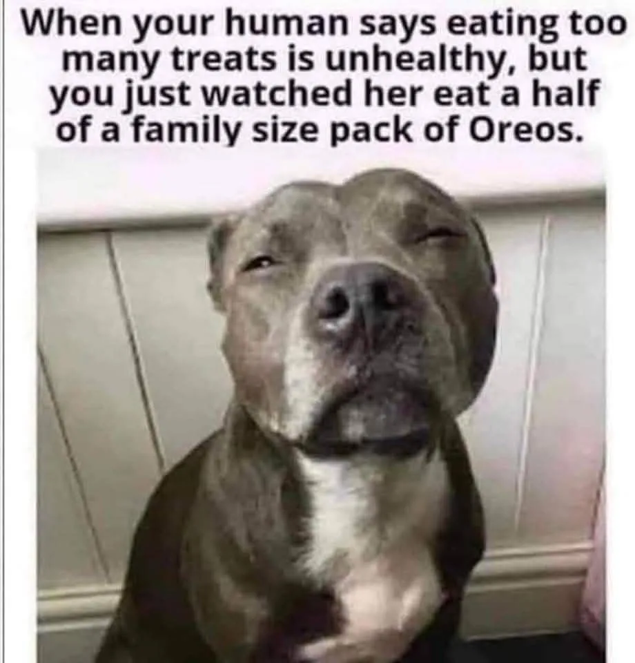 A close-up photo of a gray pit bull with a white chest, looking upward with half-closed eyes and a smug, satisfied…