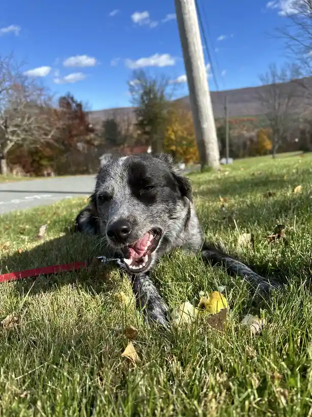 A daily dose of Atlas!
