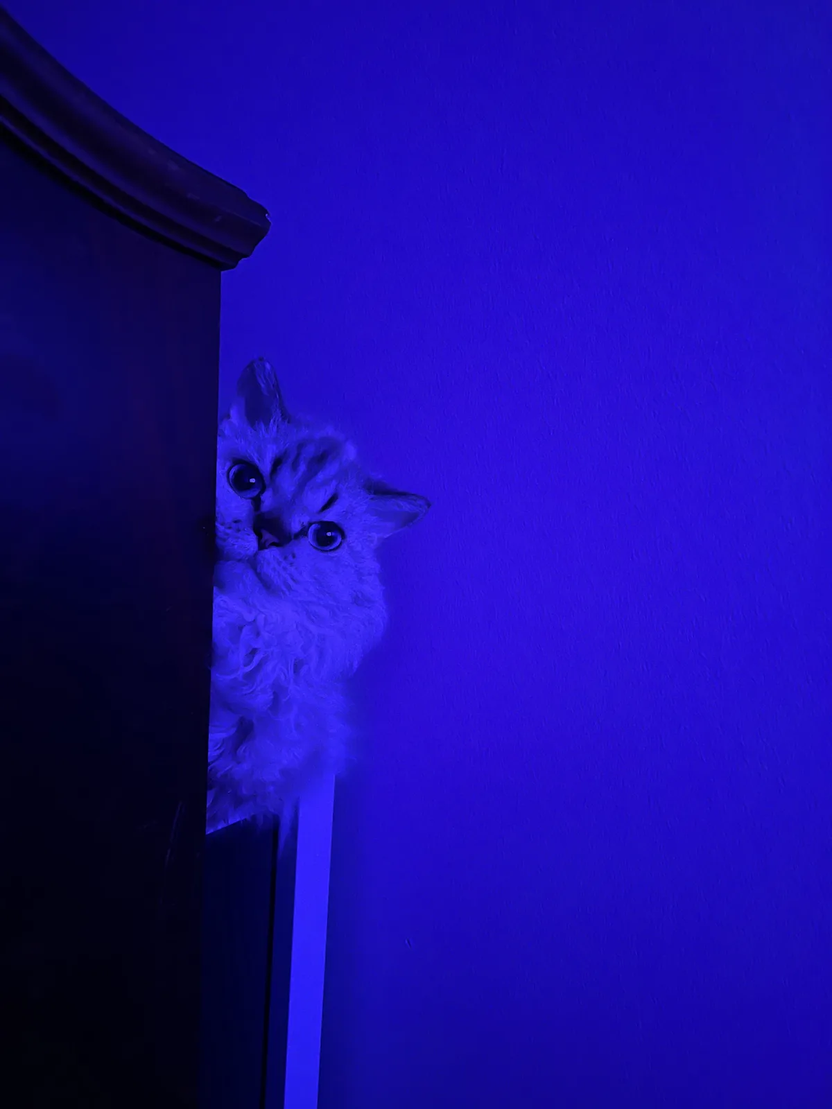 A fluffy cat peeks out from behind a dark wooden door frame under intense blue lighting, its wide eyes and slightly narrowed…