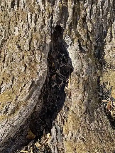 A close-up photo shows the rough, mossy bark of a tree with a distinct, irregularly shaped hollow or cavity in its trunk…