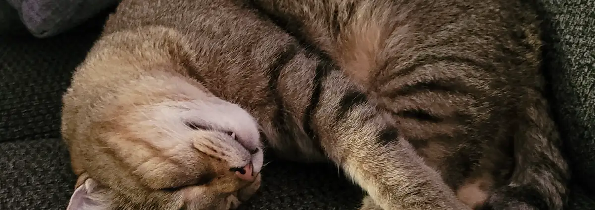 Adorable Feline Antics