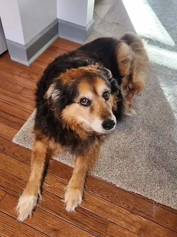 A fluffy brown and black dog with sad, pleading eyes lies on a beige rug at the edge of a hardwood floor, looking up at the…