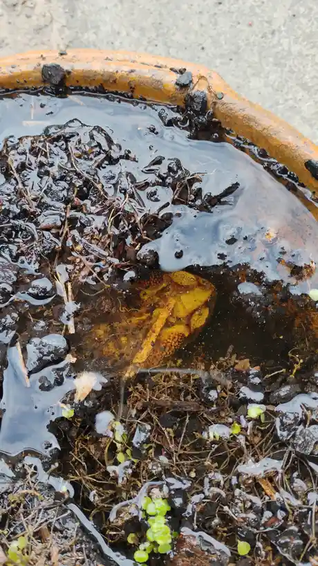 A close-up photo shows a yellowish, textured object partially submerged in murky water within a weathered orange-brown…