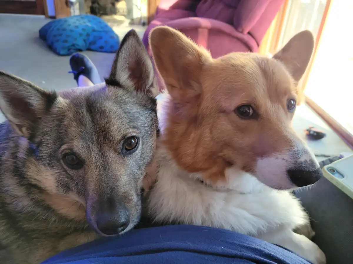 Two dogs, one with grayish-brown fur and one with reddish-brown and white fur, are snuggled together on a person's lap. The…