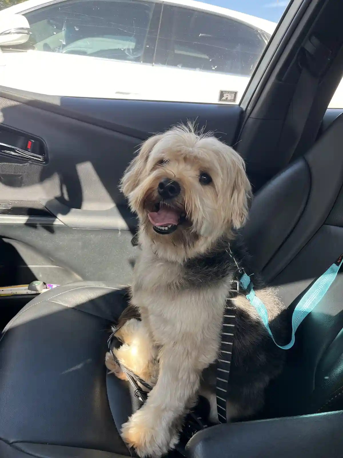 A small, fluffy dog with light-colored fur sits upright in a car's front passenger seat, secured by a blue and black…