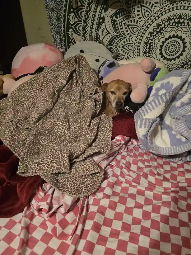A small brown dog with a sad, tired expression peeks out from under a pile of blankets and stuffed animals on a bed with a…