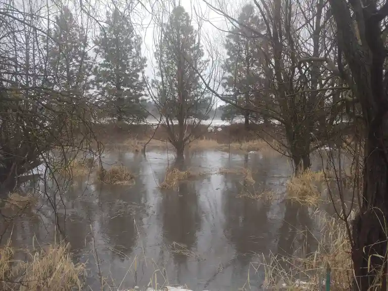 A bleak winter scene shows a flooded, muddy area with bare trees and dry reeds, under an overcast sky. The overlaid text…