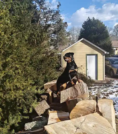 A black and tan Rottweiler is sitting atop a pile of chopped firewood in a backyard, with a beige shed and evergreen trees…