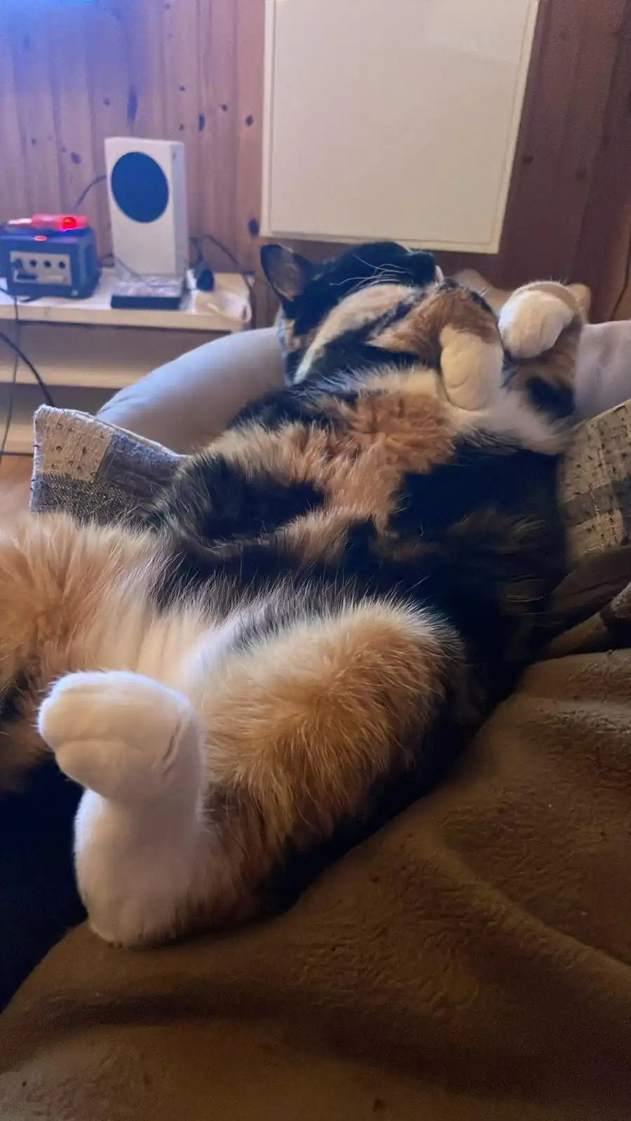 A calico cat is lying on its back on a couch, exposing its belly and paws, appearing very relaxed. In the background…