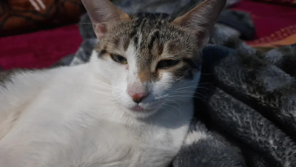 A close-up photo of a tabby and white cat with a sleepy, unimpressed expression, lying on a grey blanket with a red fabric…
