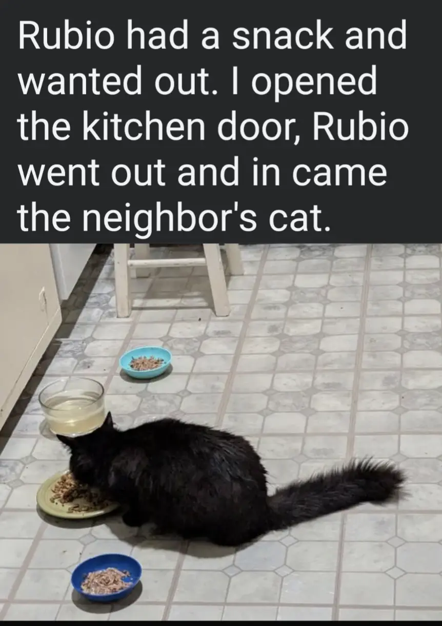 A black cat is eating from a plate on a tiled kitchen floor, surrounded by several other bowls of food and water. The…