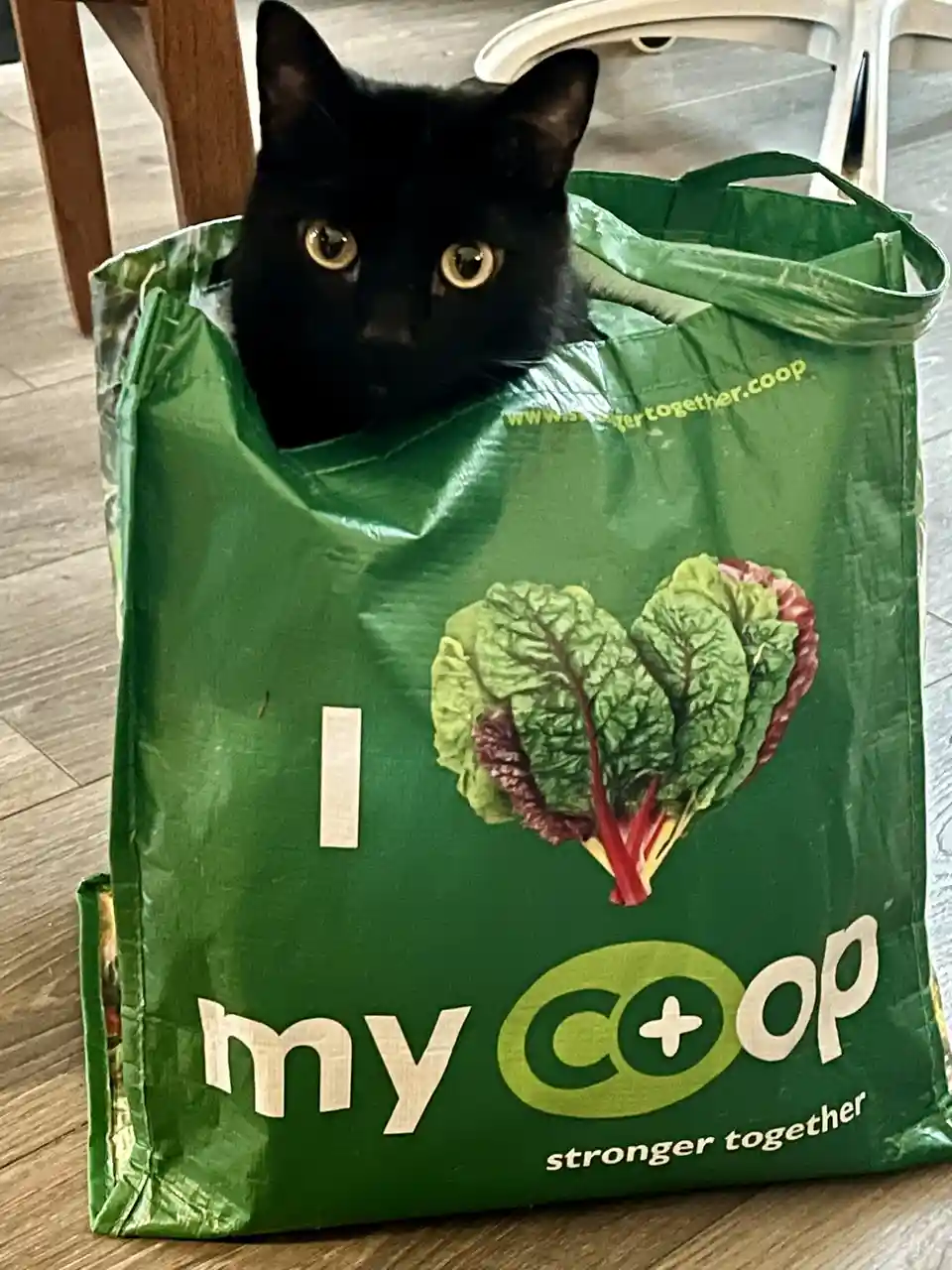 A black cat with wide, golden eyes peeks out from the top of a green reusable shopping bag. The bag features the text 'i…