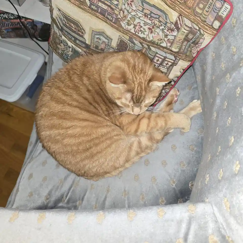 An orange tabby cat is curled up and sleeping on a grey couch with gold polka dots, its head resting on its paws. Behind it…