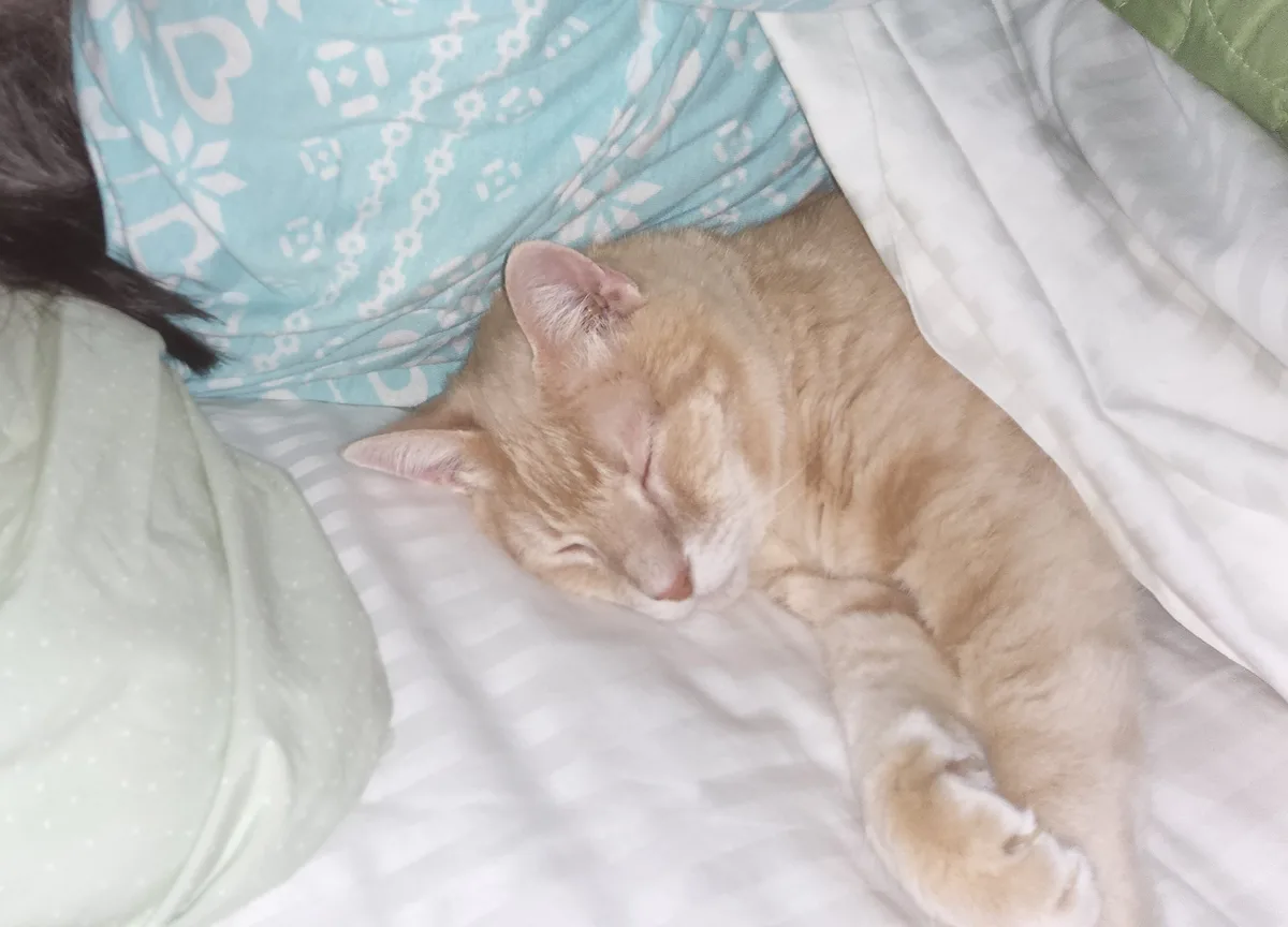 Happy Caturday! Snuggling up next to mom.