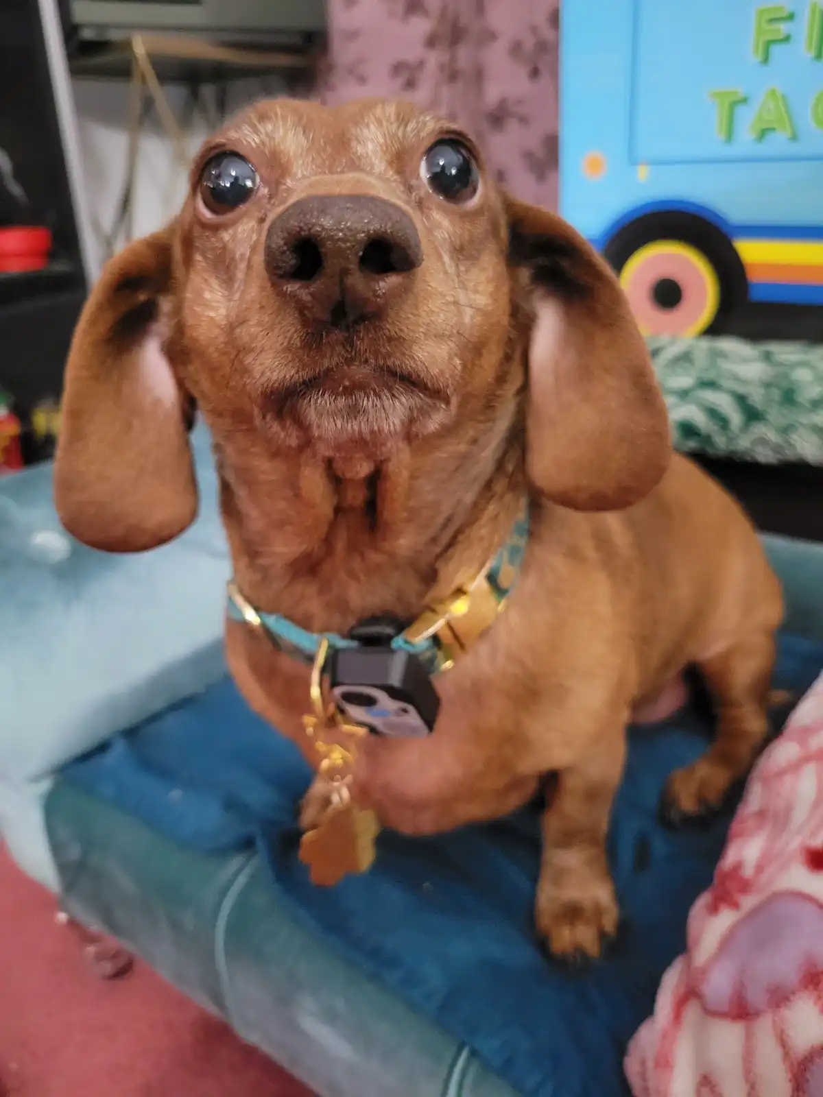 A close-up photo of a brown dachshund with large, wide, innocent eyes looking directly at the camera, sitting on a blue…