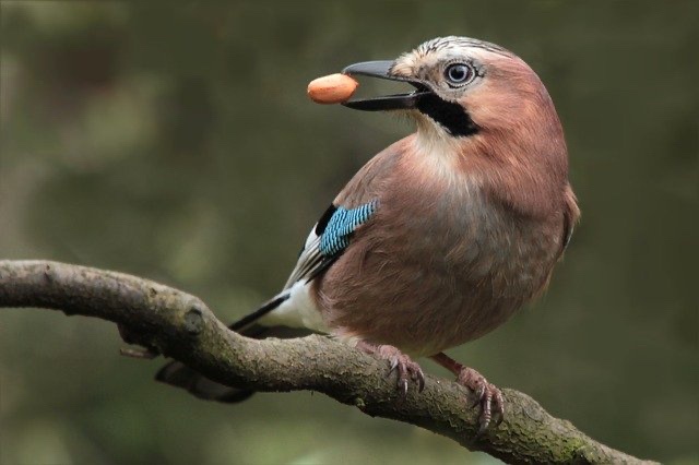 a close-up photograph of a Eurasian jay perched on a tree branch, holding a small orange nut or seed in its beak. The bird…