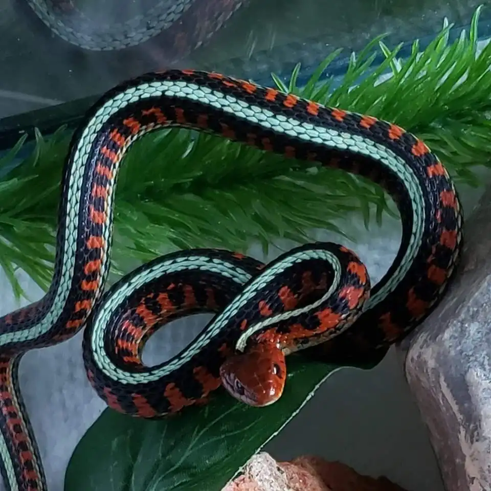 A brightly colored snake with black, orange, and light green stripes coils gracefully on green foliage inside what appears…