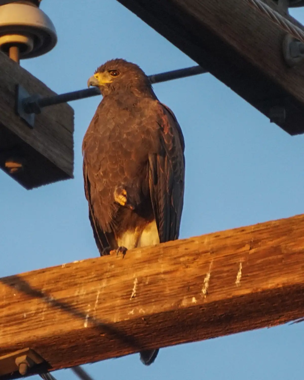 Meet the Harris Hawk: A Majestic Bird of Prey
