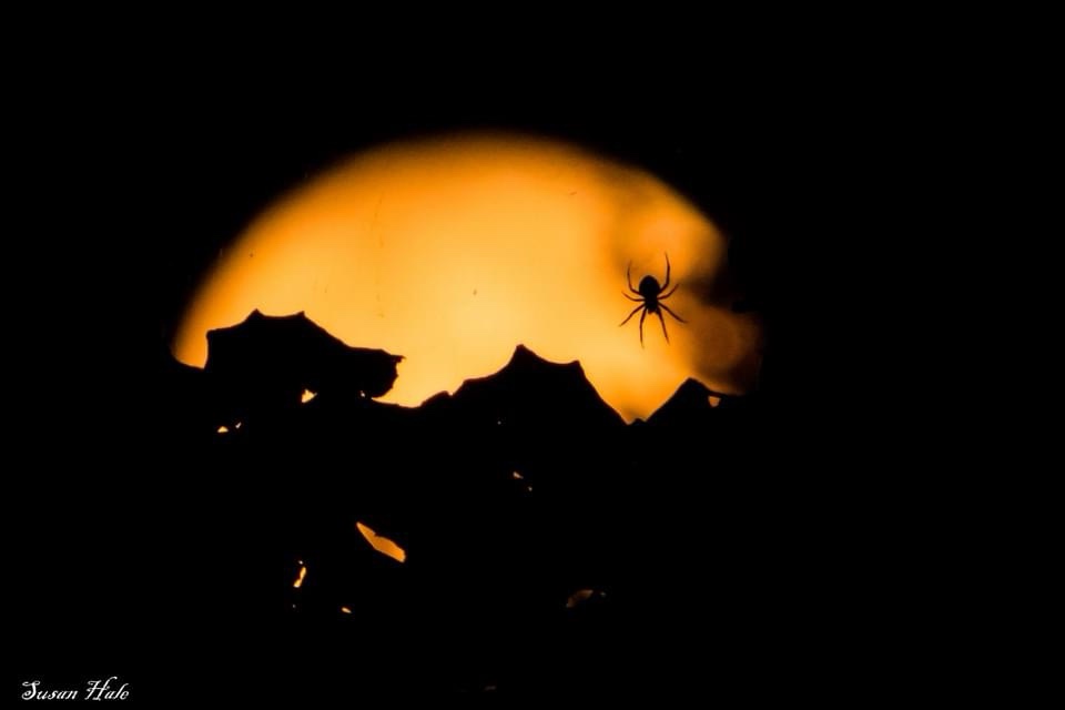A silhouette of a spider is visible against a large, glowing orange circular shape resembling the moon, with dark…