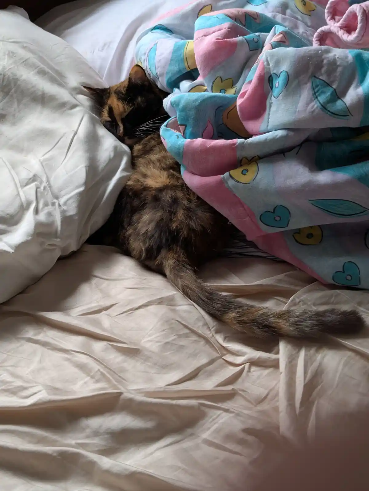 A tortoiseshell cat is curled up and sleeping on a bed, partially covered by a colorful blanket with pink, blue, and yellow…