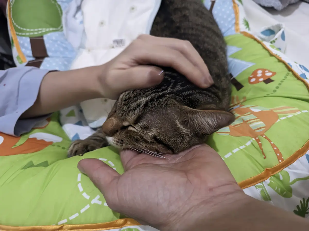 A Heartwarming Moment: My Daughter with Our Cat