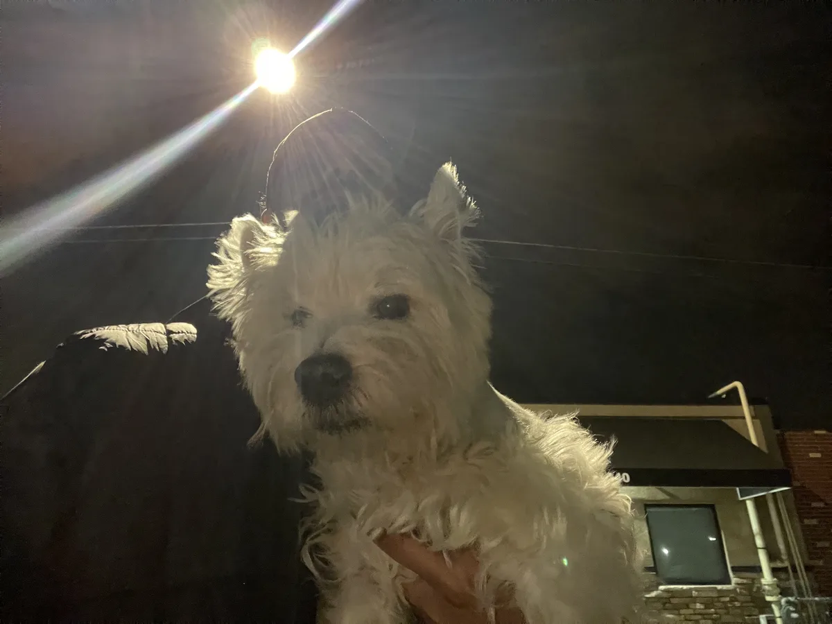 A person wearing a dark cap and jacket holds a small, fluffy white dog at night under a bright streetlight that creates lens…