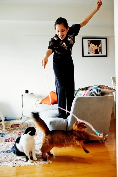 A Showcase of Today's Adorable Cats