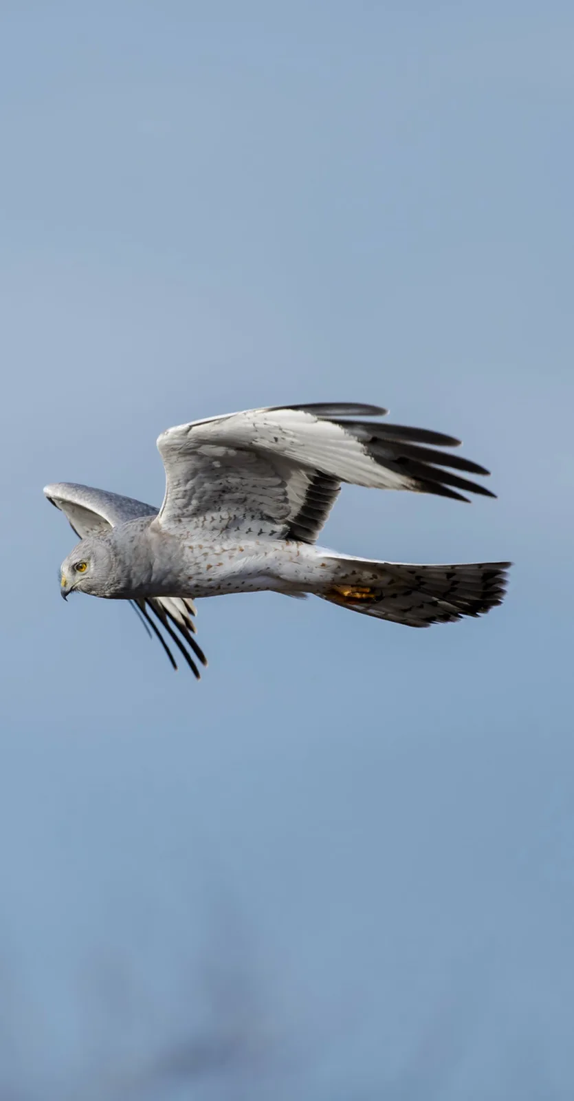A grey bird of prey, likely a hen harrier, is captured mid-flight against a clear blue sky, wings spread wide. The overlaid…