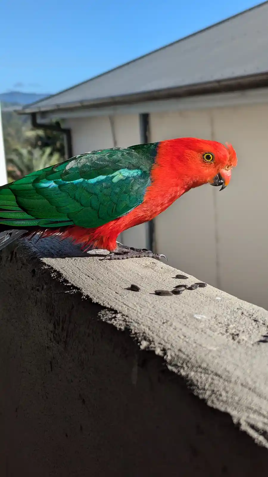 A vibrant red-headed, green-bodied parrot perches on a concrete ledge with scattered black seeds nearby. The bird looks…