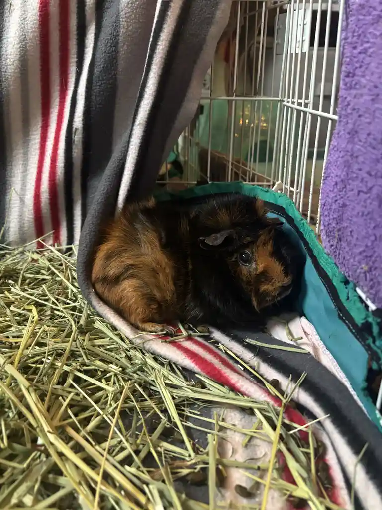 A brown and black guinea pig is curled up inside a cozy, striped blanket tunnel within its cage, surrounded by hay and…