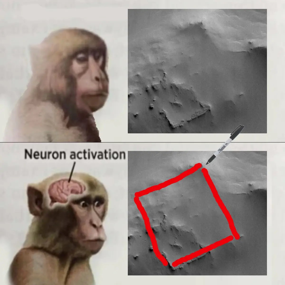 The image is a two-panel meme featuring a monkey looking blankly at the top and with its brain exposed and labeled 'Neuron…