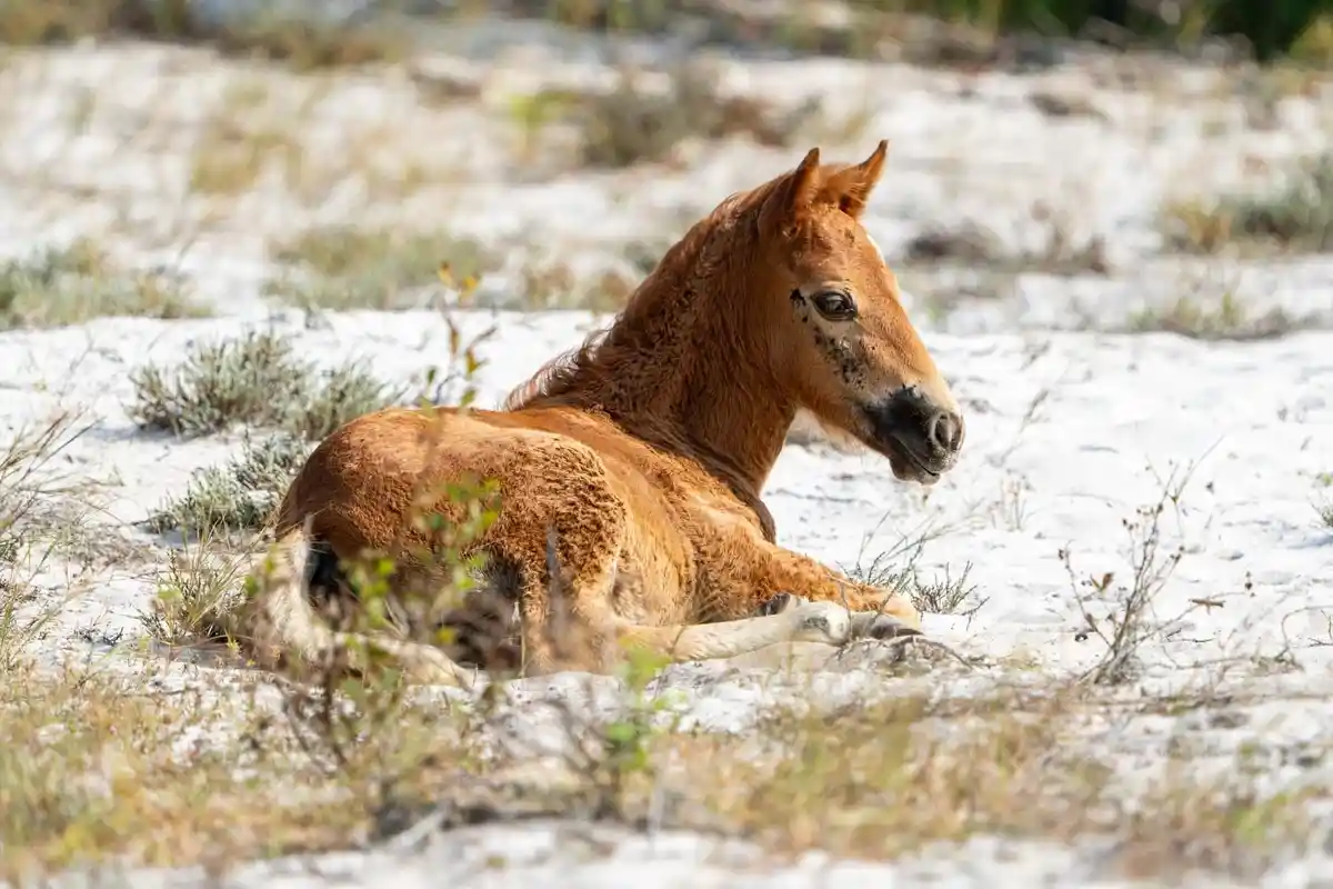 A young, light brown foal with a dark muzzle and a white marking on its forehead is lying down in a field of white sand and…
