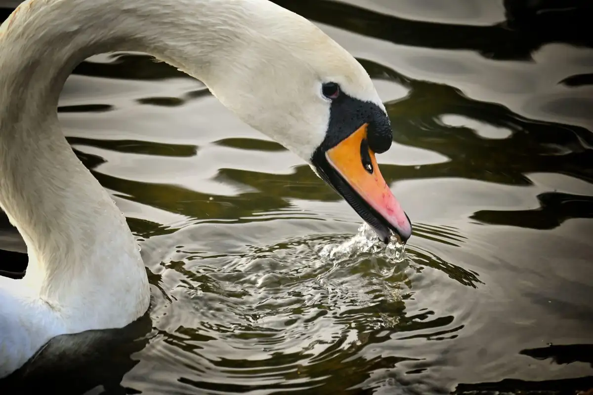 A close-up photograph shows a white swan with a black-and-orange beak bending its long neck to drink water from a dark…