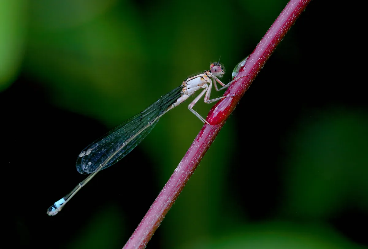 A close-up photograph shows a delicate damselfly with translucent wings perched on a vibrant red plant stem. A single…