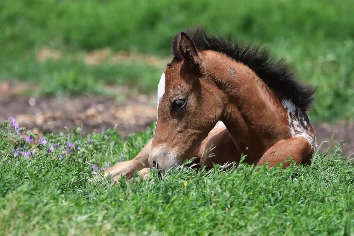 A brown foal with a white blaze and black mane is lying down in a field of green grass and purple flowers, looking relaxed…