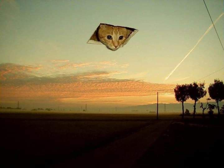 A serene sunset landscape with a dirt road, distant trees, and power lines under an orange and blue sky. A cat's face is…