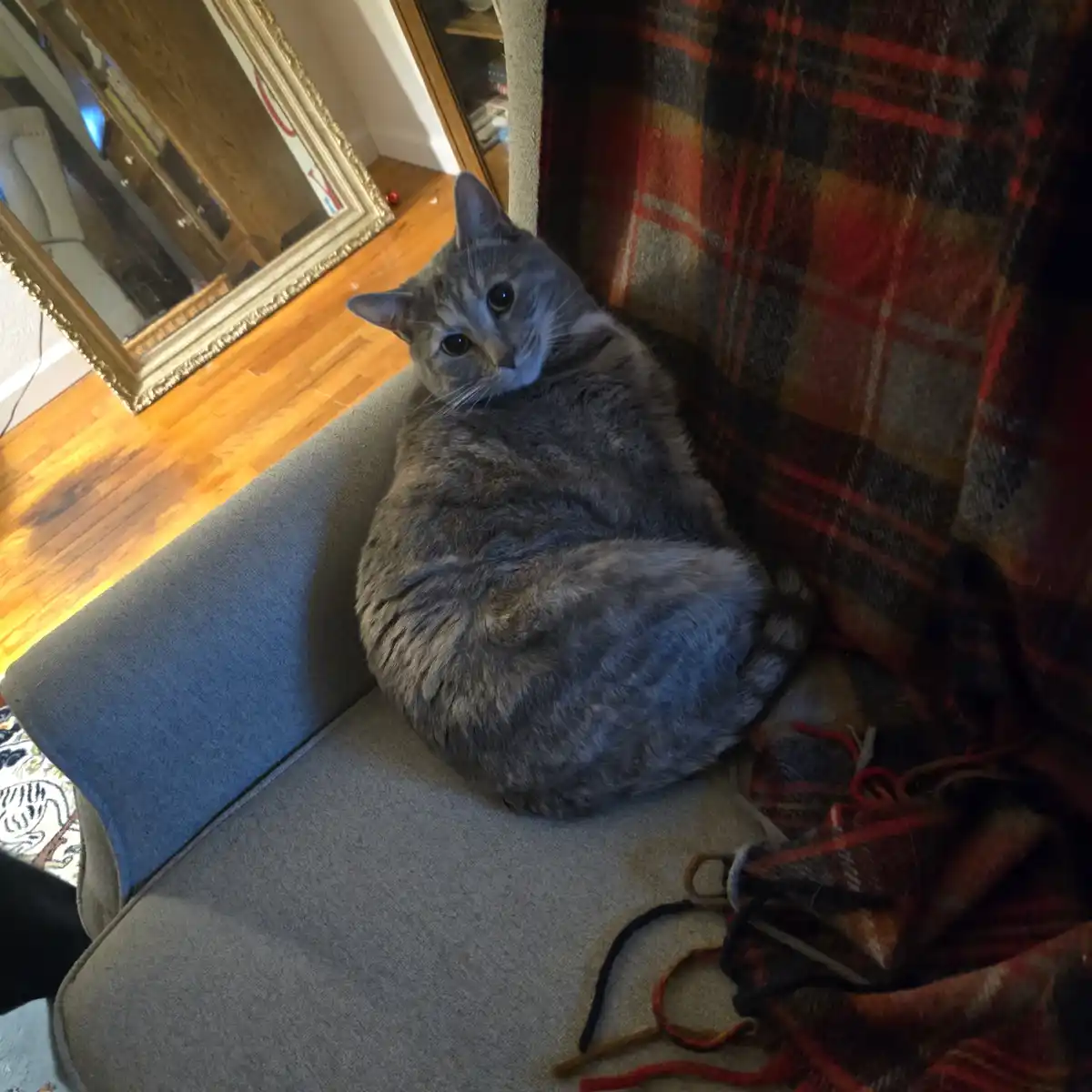 A gray tabby cat is curled up and resting on a gray couch next to a red and black plaid blanket. In the background, there's…