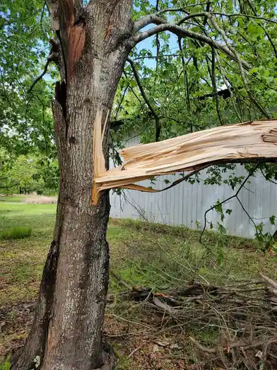 A large tree trunk with a massive, jagged branch snapped off at the base, exposing raw wood and splintered bark. The…