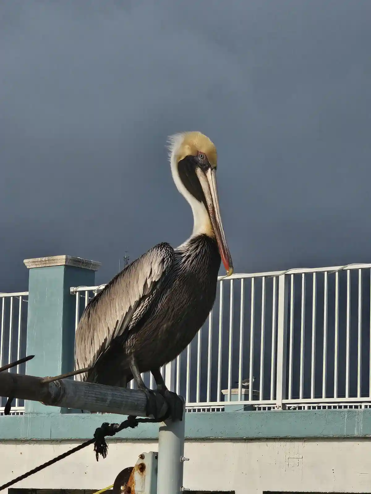 A brown pelican with a yellow head and long beak stands perched on a metal pole against a dark sky, looking directly at the…