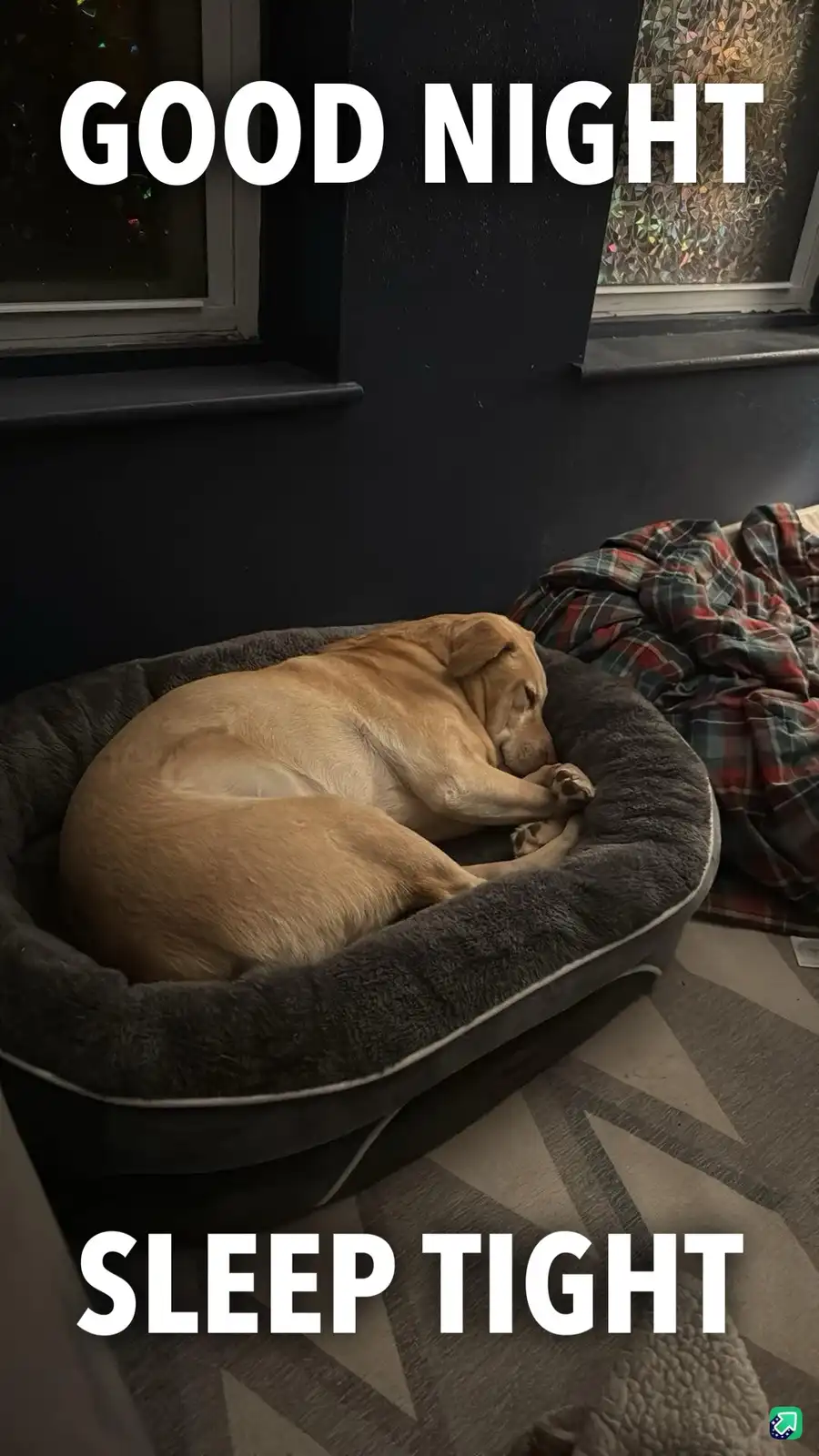 A light brown dog sleeps curled up in a dark grey pet bed, with its paws tucked under its chin. The image has large white…