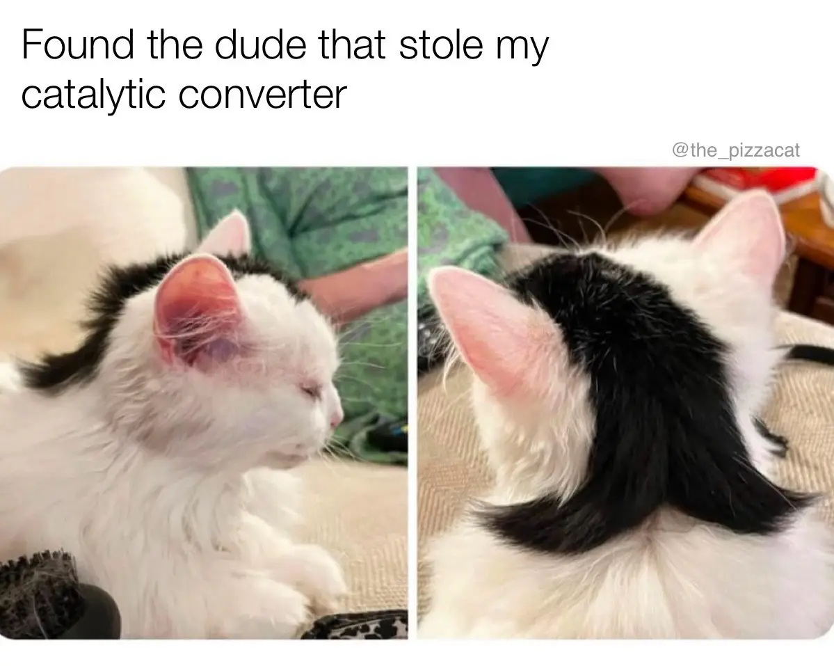 The Legendary Mullet Cat