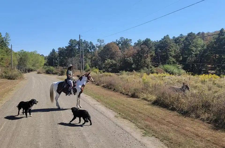 A person wearing a cowboy hat rides a brown and white horse on a dirt road, accompanied by two black dogs. In the…