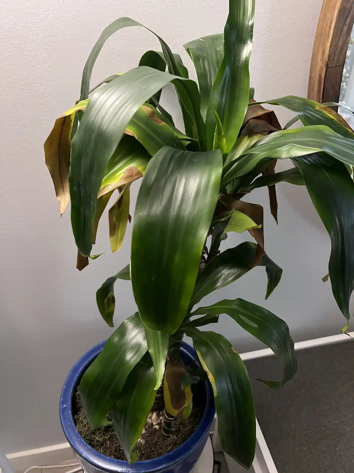 A potted plant with large green leaves, some of which are brown and drooping at the edges, sits in a blue ceramic pot…
