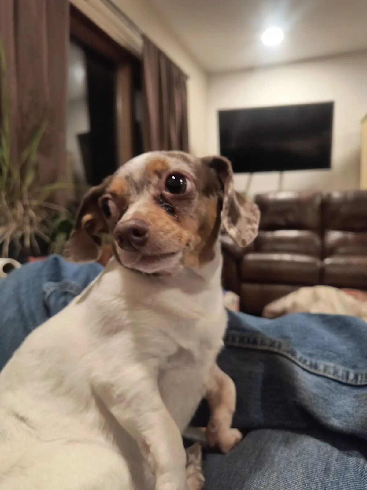 A small, white and brown dog with large, expressive eyes sits on someone's lap wearing blue jeans, looking directly at the…