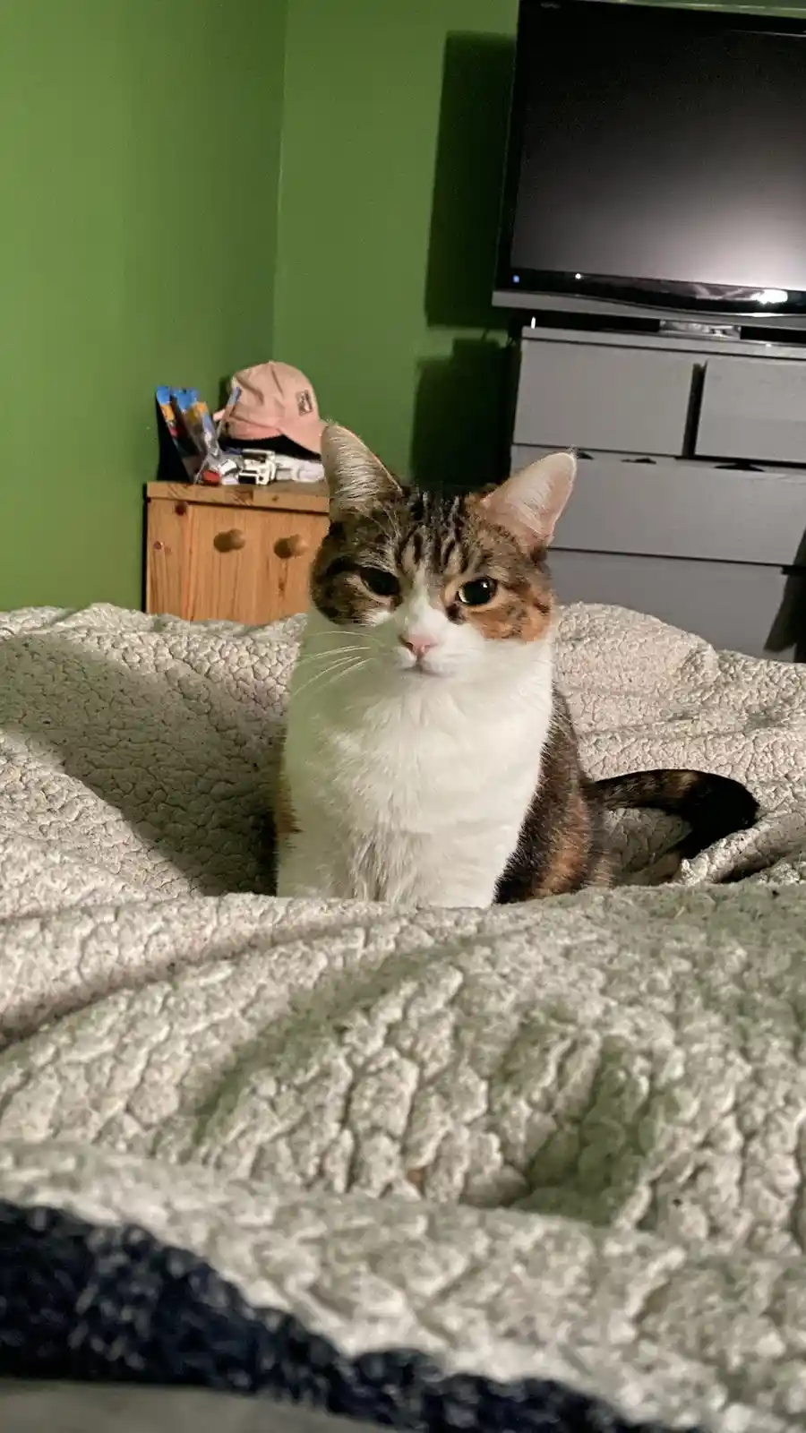 A calico cat with white, brown, and black fur sits upright on a textured gray blanket, looking directly at the camera with a…